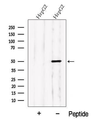 PDE7B Antibody