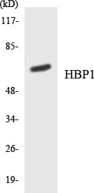 HBP1 Antibody (aa419-468)