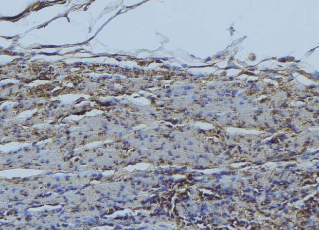 Polyclonal Rabbit anti-Human RHEB Antibody (IHC, IF, WB)