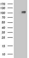 GPR48 / LGR4 Antibody (aa230-540, clone OTI2D1, Carrier-free)