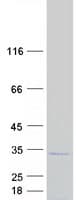 Human TCEAL1 Protein (Recombinant Myc-DDK (Flag))