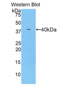 Complement C7 Antibody (aa725-838)
