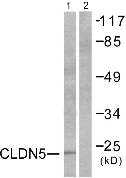 Polyclonal Rabbit anti-Human CLDN5 / Claudin 5 Antibody (IHC, WB)
