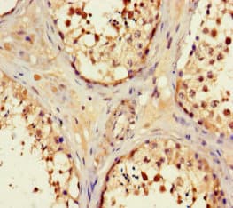 Polyclonal Rabbit anti-Human OPN5 / Neuropsin Antibody (aa310-353, IHC, IF)