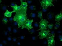 MMAB Antibody (clone OTI1G3)