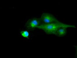 RNF144B Antibody (clone OTI3C2)