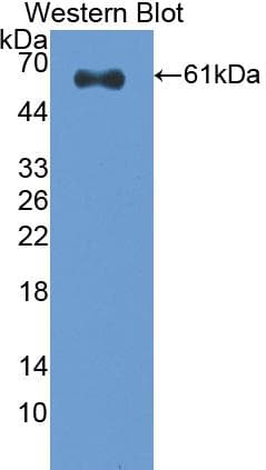 CASP14 / Caspase 14 Antibody (aa1-257)