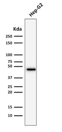 Recombinant Monoclonal Mouse anti-Human KRT19 / CK19 / Cytokeratin 19 Antibody (clone rKRT19/800, IHC, WB)