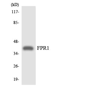 FPR1 / FPR Antibody (aa148-197)