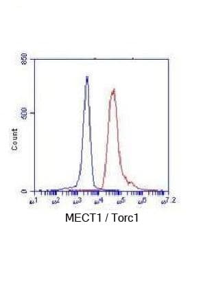 CRTC1 / MECT1 / TORC1 Antibody