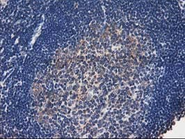 TOMM34 Antibody (clone OTI2A9, Carrier-free)