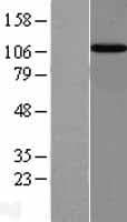 Human IPO13 / LGL2 Protein (Over-Expression Lysate Myc-DDK (Flag))
