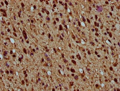 HIST1H4I Antibody