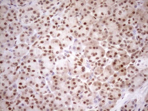 MGMT Antibody (clone OTI4F9)