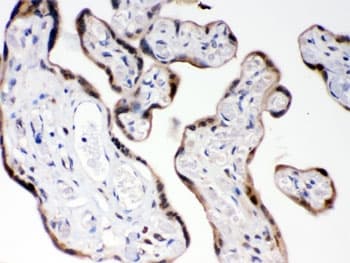 COMT Antibody