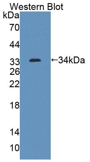 ABCG8 Antibody