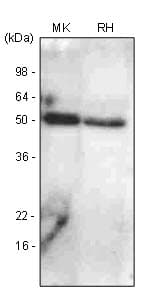 Monoclonal Mouse anti-Human BMP7 Antibody (clone 4E7, WB)
