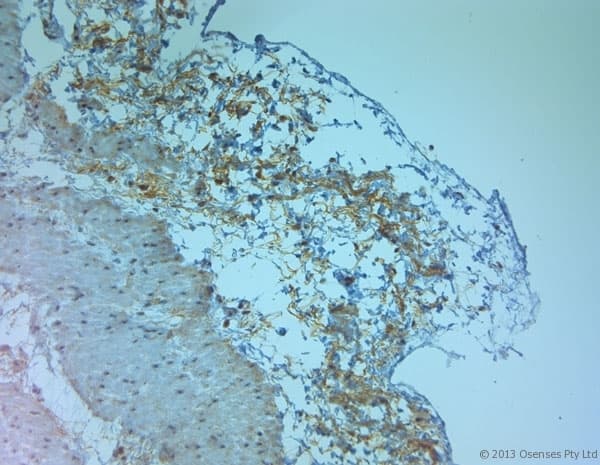 TJP2 / ZO2 / ZO-2 Antibody (aa740-790)