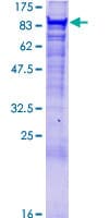 Human VPS35 Protein (Recombinant GST)