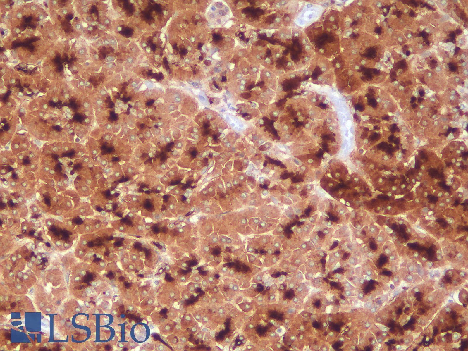 PathPlus™ EMA / MUC1 Antibody (clone rMUC1/960)