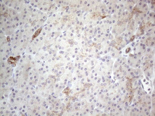 Monoclonal Mouse anti-Human HGF / Hepatocyte Growth Factor Antibody (clone OTI1D2, aa200-494, IHC, WB)