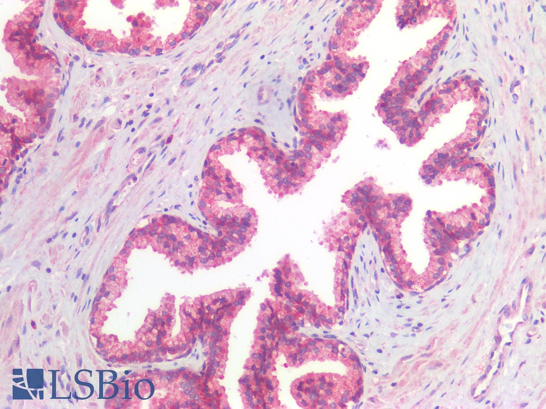 IHC-plus™ FOLH1 / PSMA Antibody