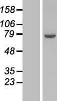 COG6 Protein (Over-Expression Lysate Myc-DDK (Flag))
