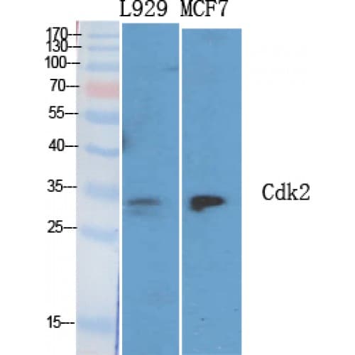 CDK2 Antibody (200-280 aa, C-terminal)