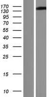 GSE1 / KIAA0182 Protein (Over-Expression Lysate Myc-DDK (Flag))