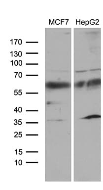 ZNF329 Antibody (aa1-203, clone OTI2D12)