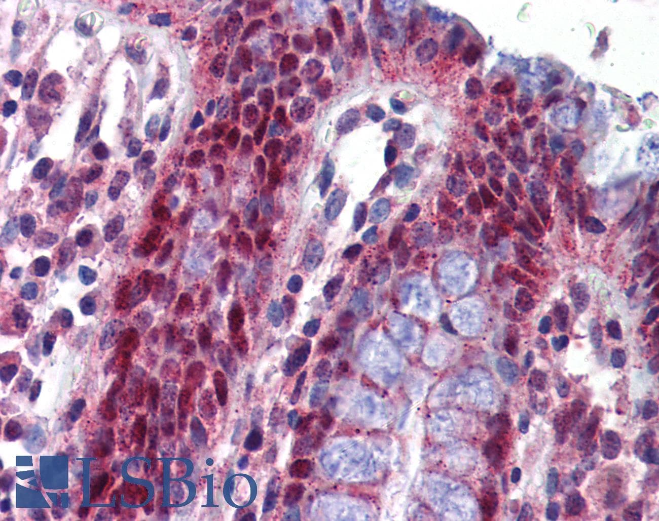 NALP1 / NLRP1 Antibody (aa323-372, Biotin)