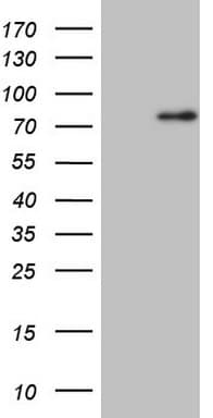 CLINT1 Antibody (aa1-290, clone OTI10F12, Carrier-free)