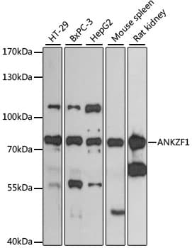 Polyclonal Rabbit anti-Human ANKZF1 Antibody (WB)