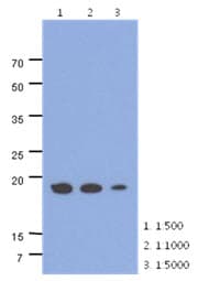 MRPS25 Antibody (clone AT38E7)