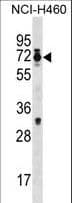 CSRNP2 / FAM130A1 Antibody (aa38-64)