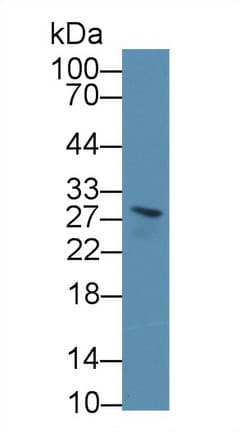 BPGM Antibody (APC)
