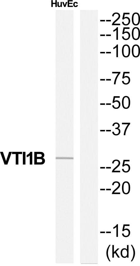 VTI1B Antibody