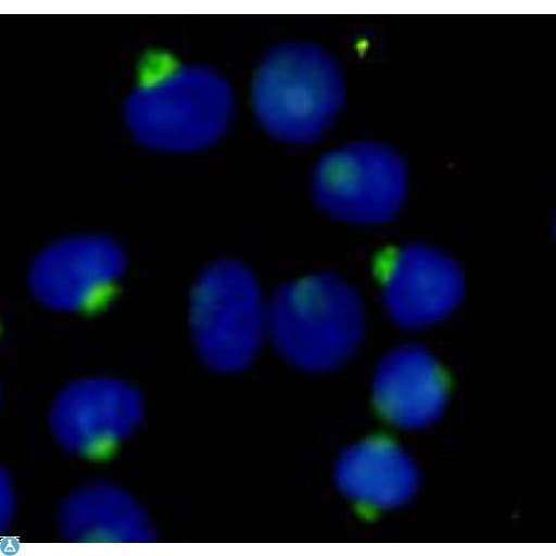 RANBPM Antibody