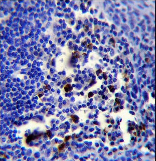 POU2AF1 / BOB1 Antibody (aa1-27)