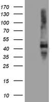 SERPINE2 / Nexin Antibody (clone OTI1G8)