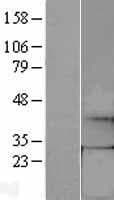 GTPCH1 / GCH1 Protein (Over-Expression Lysate Myc-DDK (Flag))