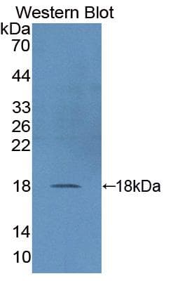 DUSP5 Antibody (aa1-135, PE)