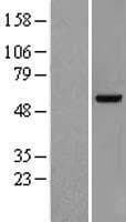 VRK2 Protein (Over-Expression Lysate Myc-DDK (Flag))
