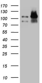 EPLIN Antibody (aa1-275, clone OTI8F7)
