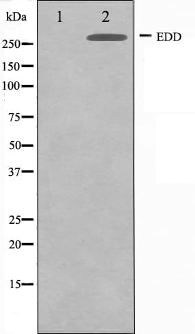 UBR5 Antibody
