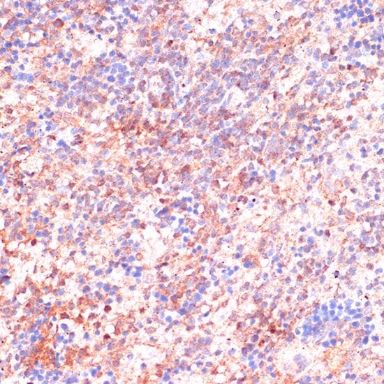 CDC20 Antibody