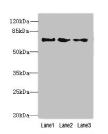 PPIL4 Antibody (aa1-492)