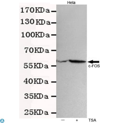 FOS / c-FOS Antibody