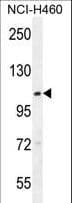 ACAD10 Antibody (aa393-421)