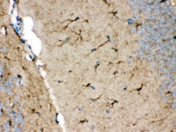 NDRG2 Antibody